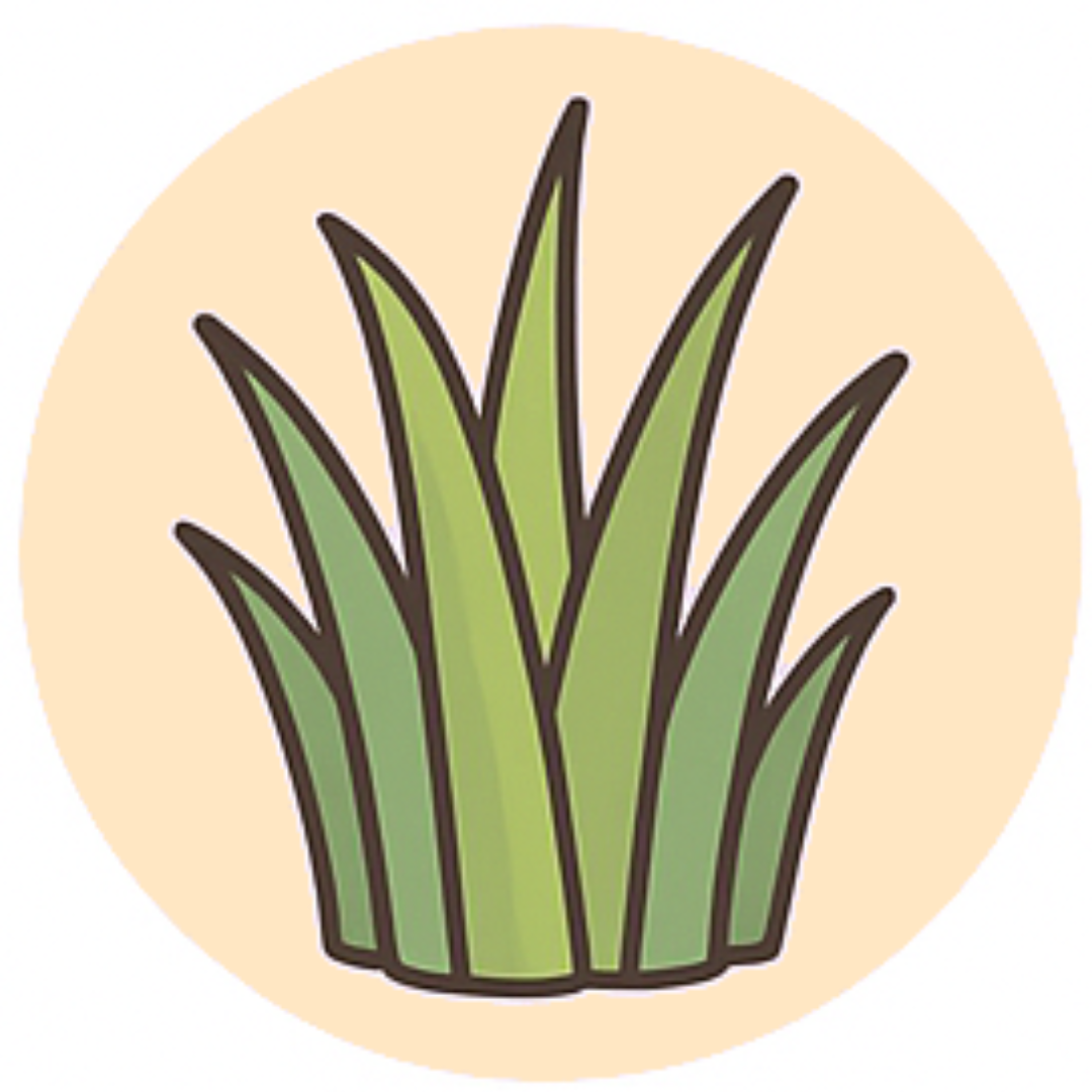 <p><strong>Barley Grass</strong></p>